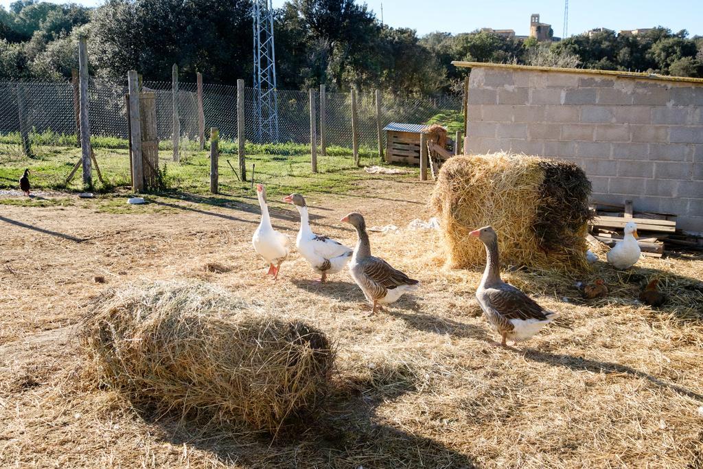 Can Barnosell - Els Masos D'En Coll Llaviá Buitenkant foto