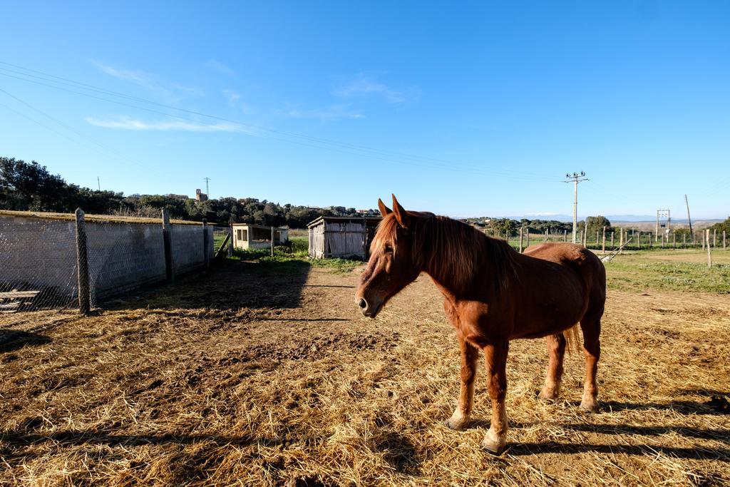 Can Barnosell - Els Masos D'En Coll Llaviá Buitenkant foto